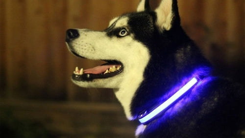 Collier pour chien lumineux à LED